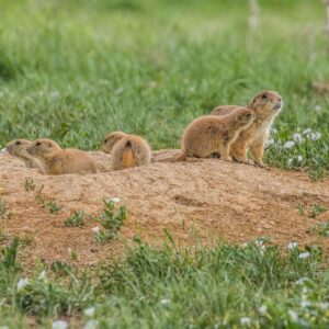 photo of prairie dog