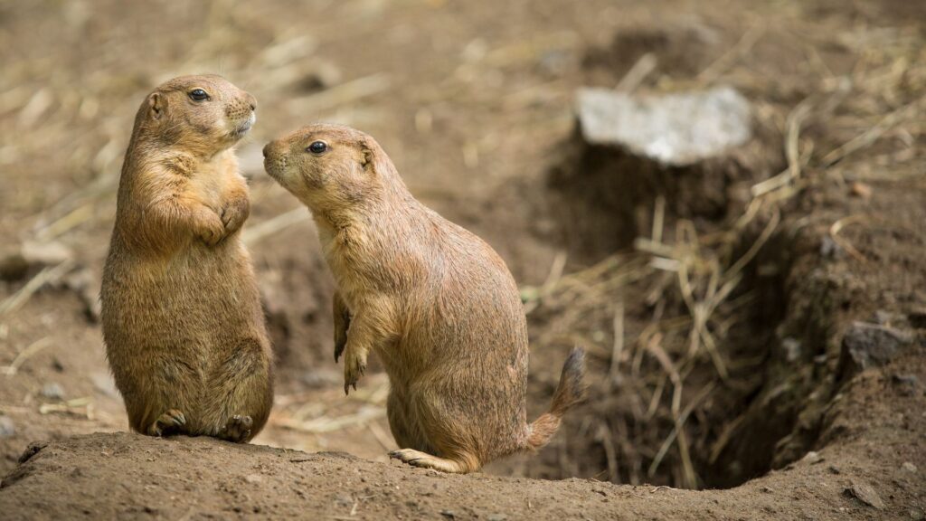 photo of prairie dog
