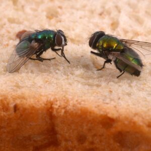 photo of flies