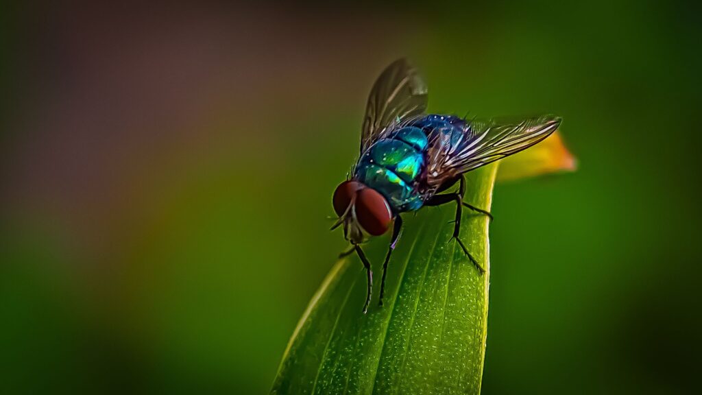 photo of fly