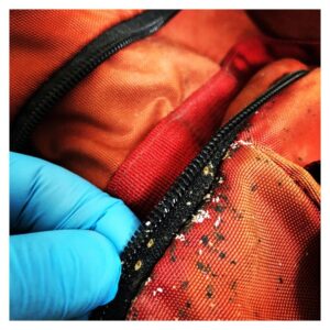 bed bug droppings