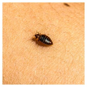 bed bug