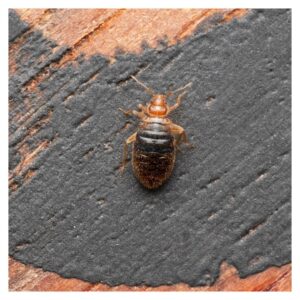 bed bug