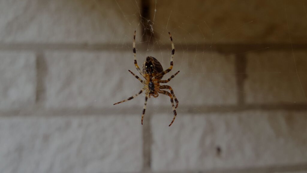 spider hanging from web