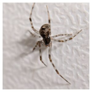 common house spider