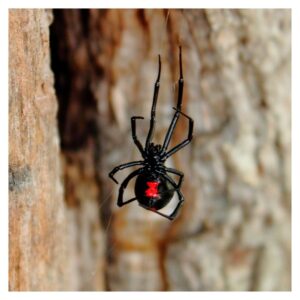 black widow spider