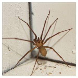 brown recluse spider