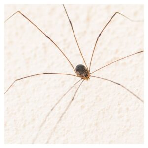 daddy longlegs