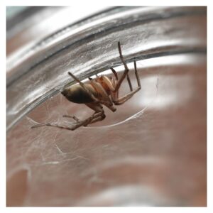 yellow sac spider