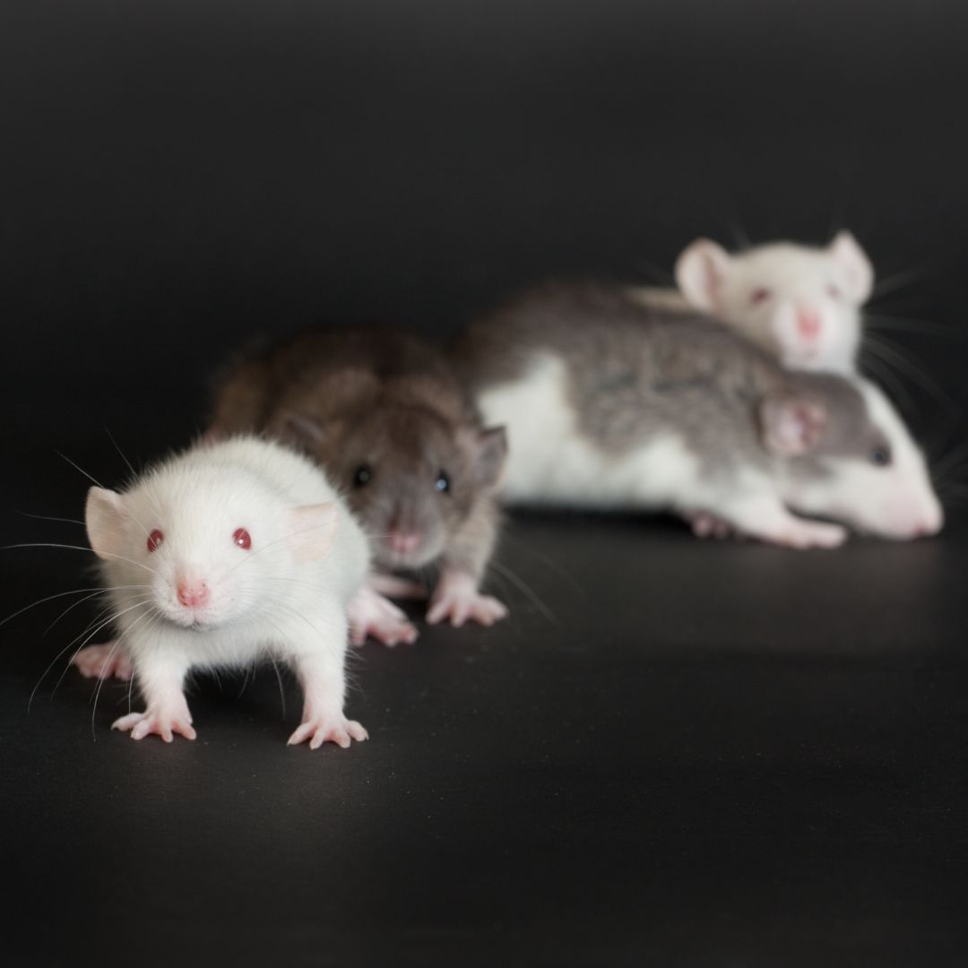 four rats