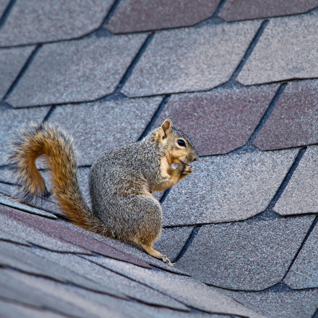 squirrel sitting on roof