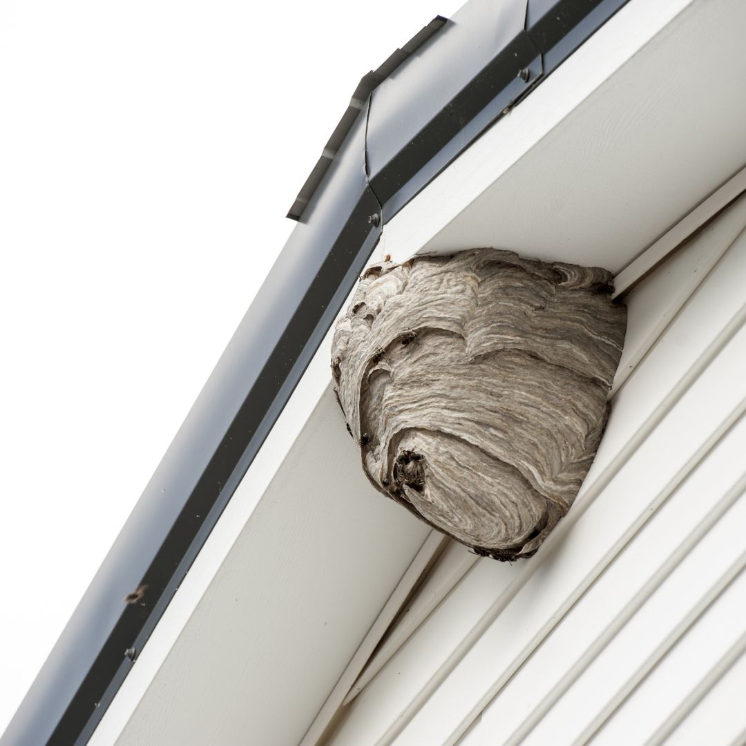 wasp nest in rafters of house
