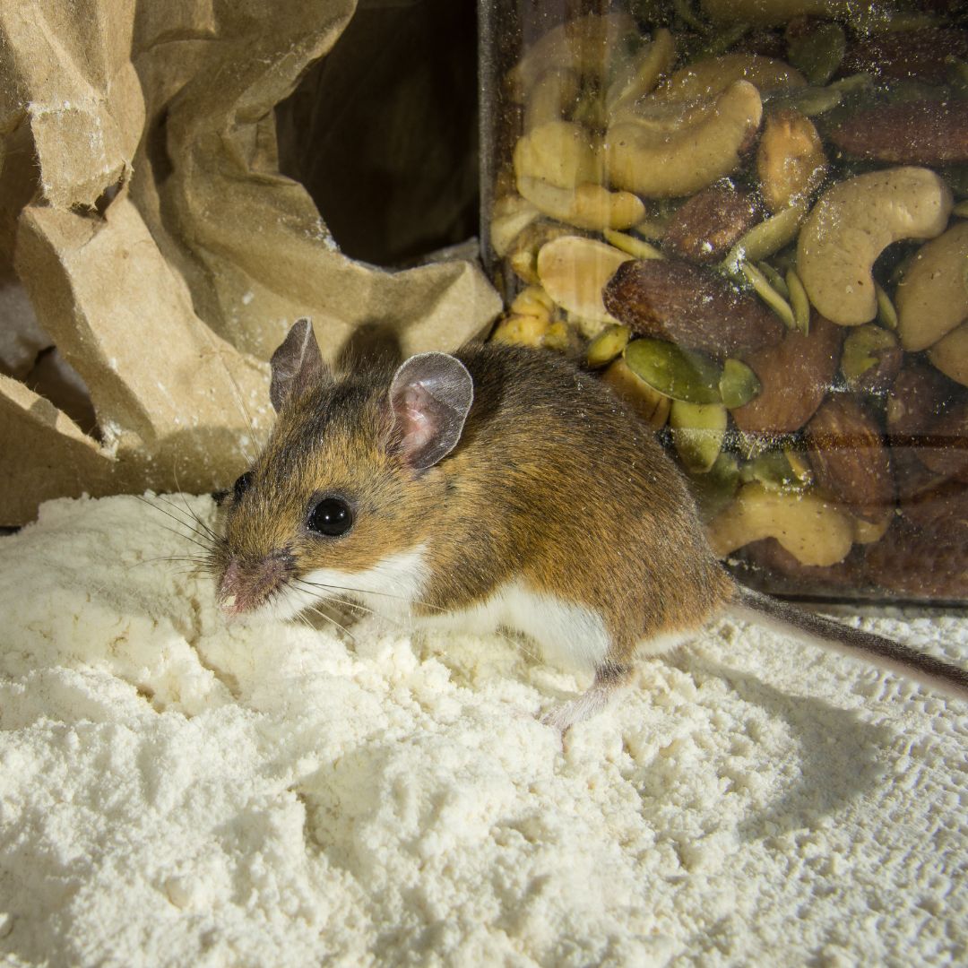 mouse snacking on packaged food