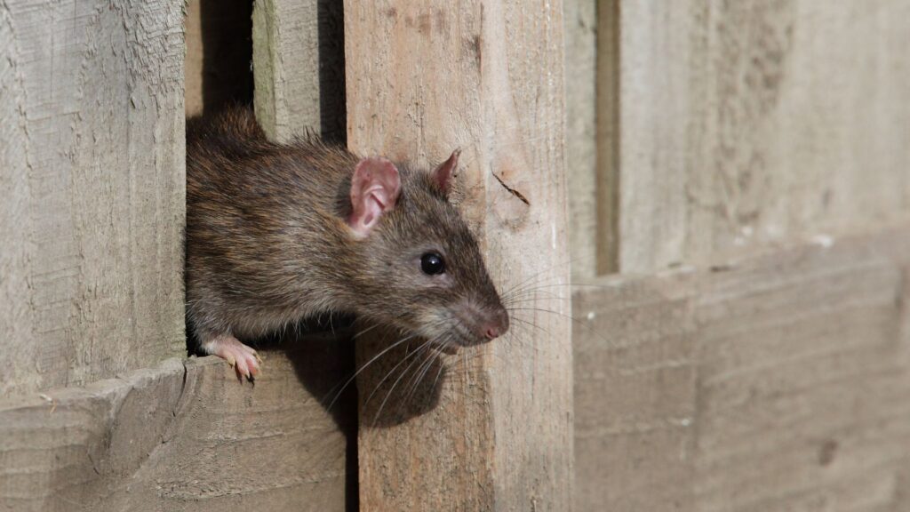 rat coming through gate
