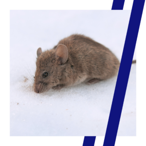mouse in snow