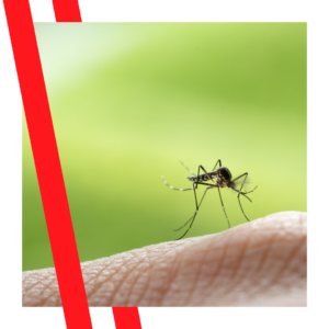 mosquito on finger