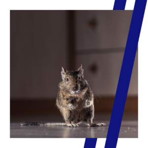 mouse in kitchen
