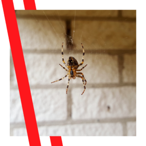 house spider