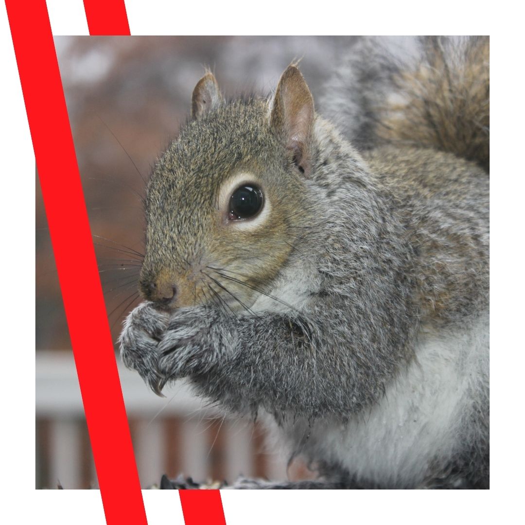 squirrel
