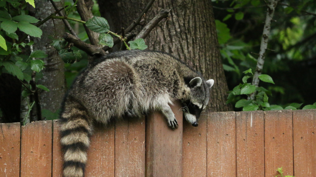 raccoon