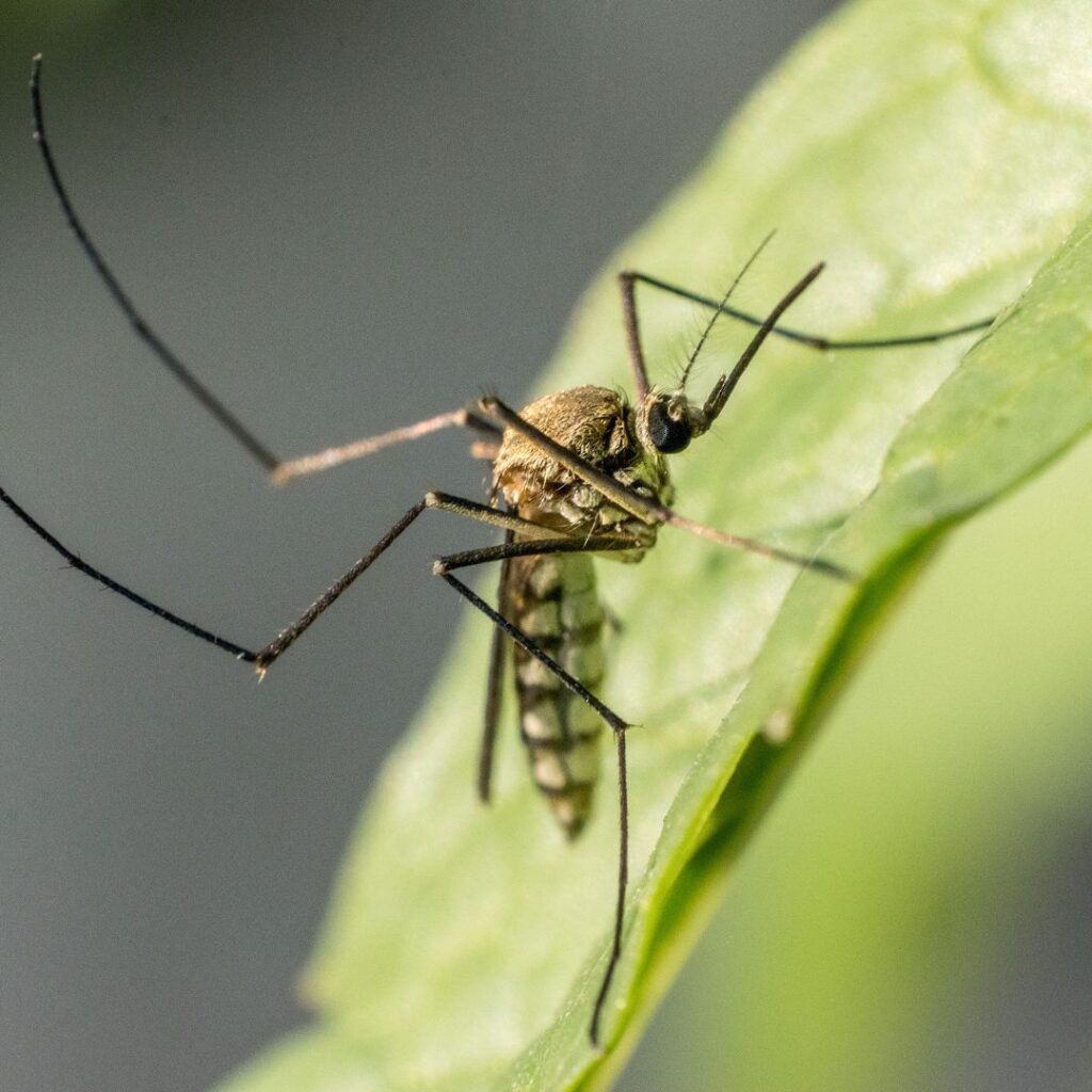 a mosquito on a leaf