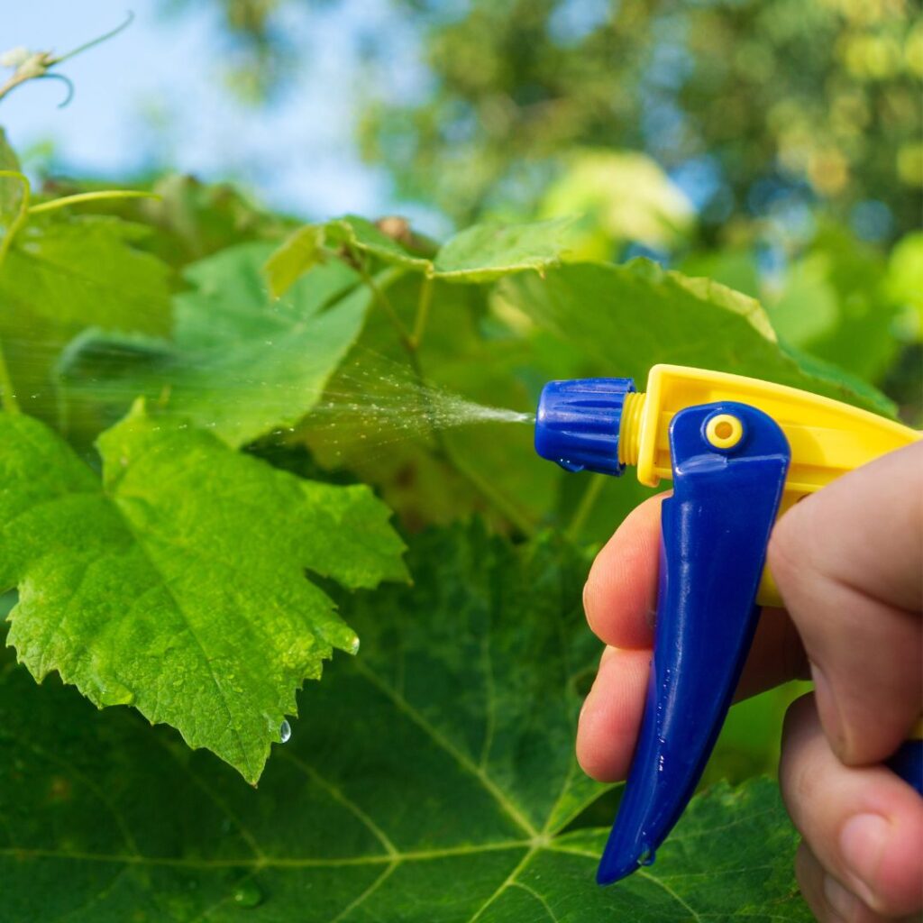 homemade spray for pest control