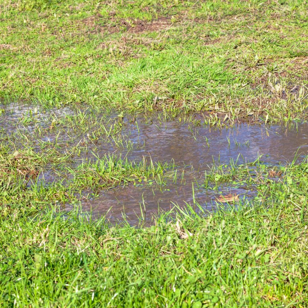 a puddle of water in the middle of a lawn