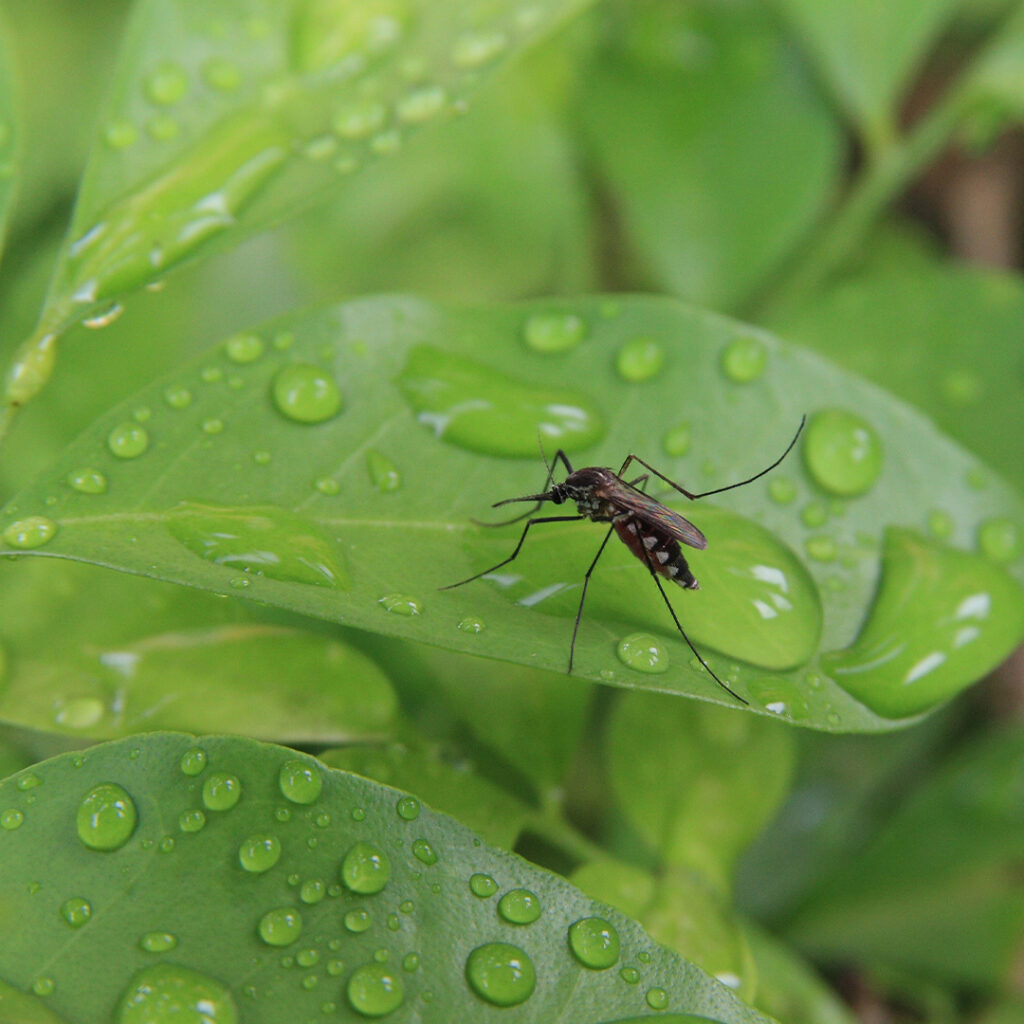 a mosquito on a leaf after it rained