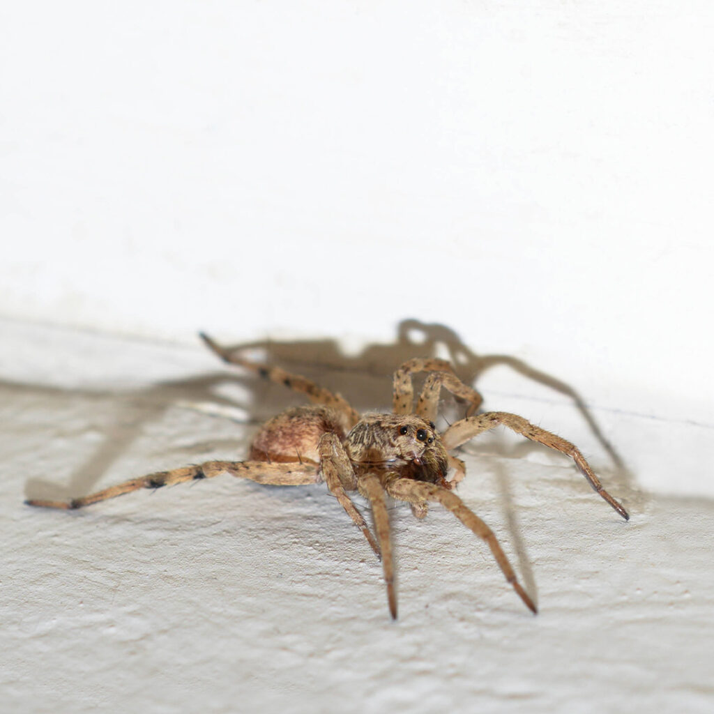 wolf spider
