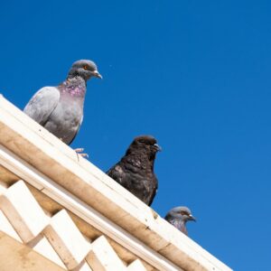 pigeons on a roof