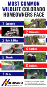 most common wildlife Colorado homeowners face