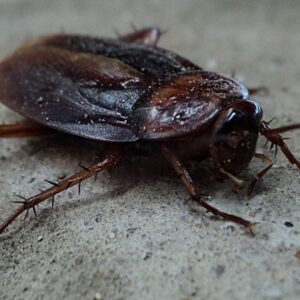 cockroach on the ground