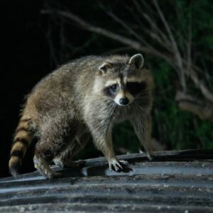 raccoon roaming a residential property at night