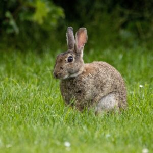 rabbit in a yard