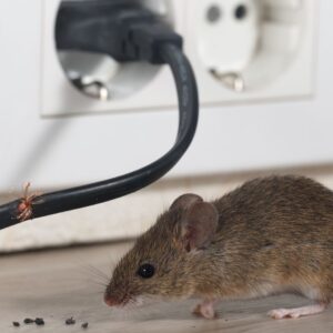 a mouse next to an outlet
