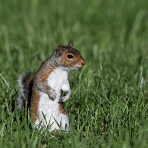 img of a squirrel in the grass