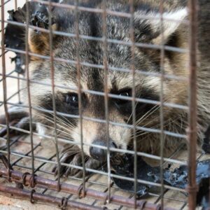 a raccoon in a cage