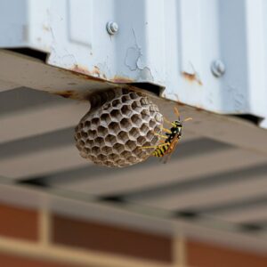 wasp nest
