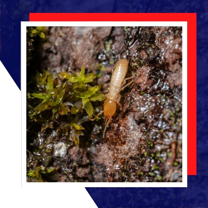 termite