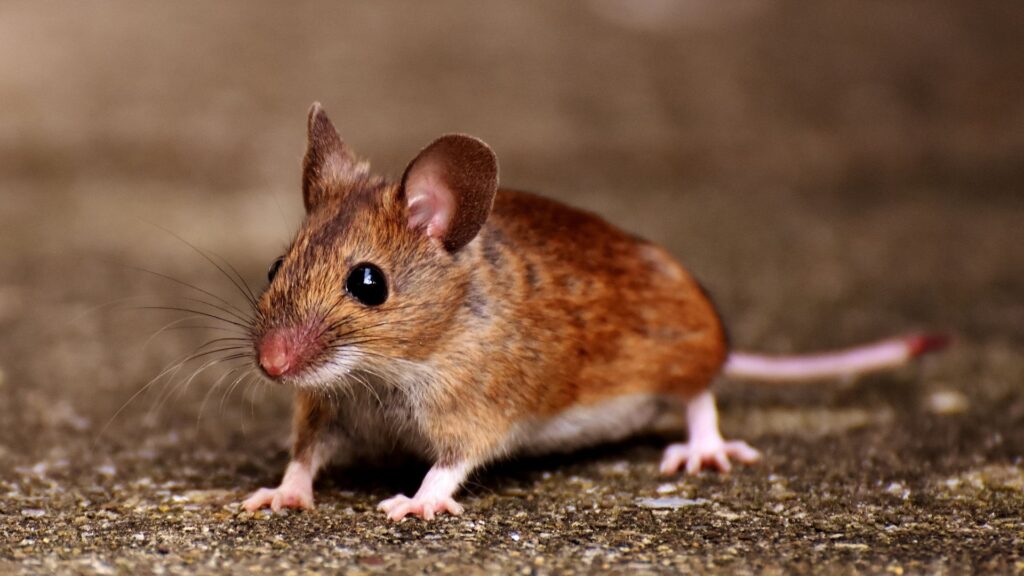 mouse pest control