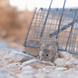 mouse pest control