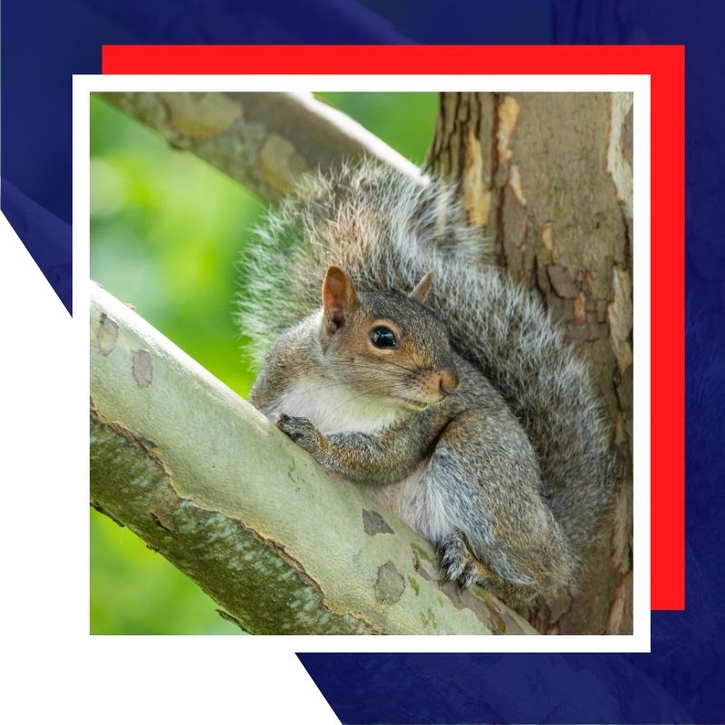 squirrel in tree