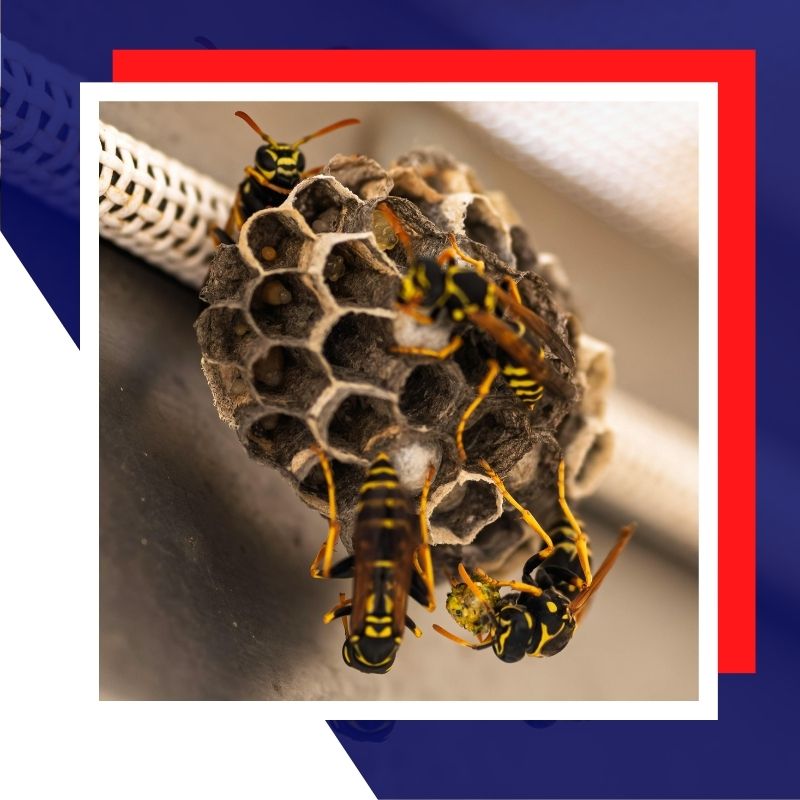wasp nest
