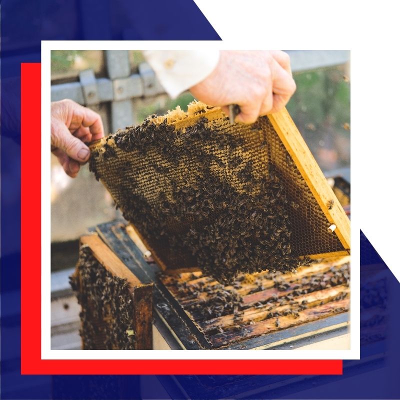 moving bees on frames
