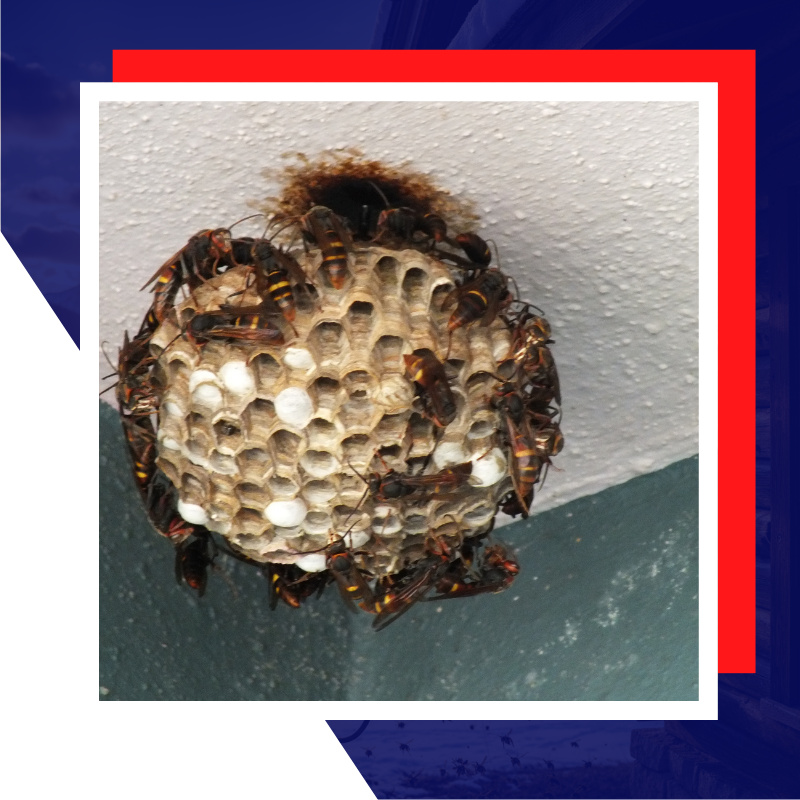 Insect control and extermination 1 (1)