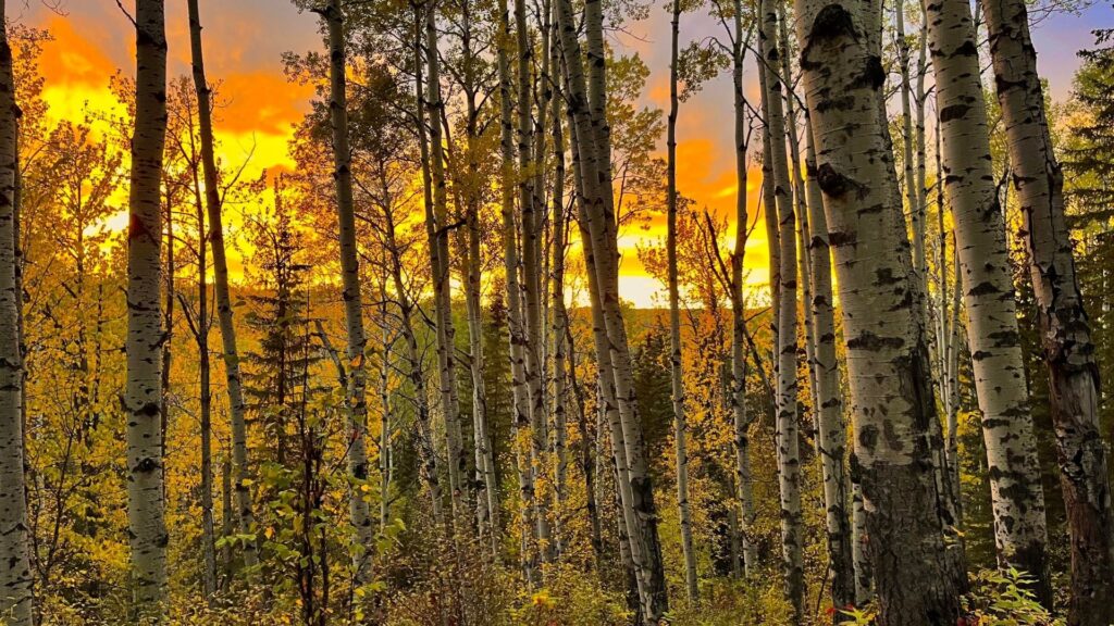 A cluster of white-barked birch trees silhouetted against a vibrant orange and yellow wildfire sunset.