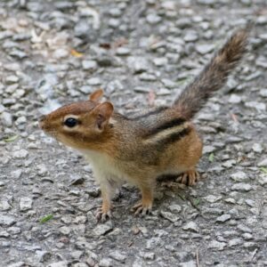 A chipmunk with distinct black and white stripes on its back standing on a gravel path.