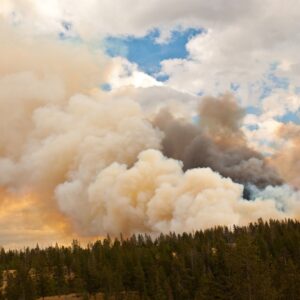 Thick plumes of white and gray smoke rising from a forest fire above a line of green pine trees.