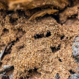 Close-up of shredded, fibrous wood debris packed inside a damaged timber structure.