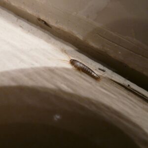 A silverfish insect with long antennae crawling along a white trim edge.
